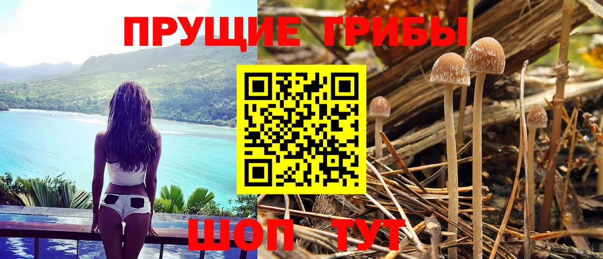 Псилоцибиновые грибы прущие грибы  Вход с VPN  Елабуга 